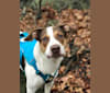Tanner, a Beagle and Staffordshire Terrier mix tested with EmbarkVet.com