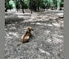 Photo of Malakai, an American Pit Bull Terrier, Chow Chow, Boxer, and German Shepherd Dog mix in San Antonio, Texas, USA