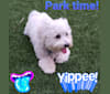 Benji, a Poodle (Small) and Bichon Frise mix tested with EmbarkVet.com