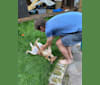 Becky, an Eastern European Village Dog tested with EmbarkVet.com