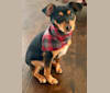 Koda, a Rat Terrier and Miniature Pinscher mix tested with EmbarkVet.com