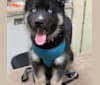 Loki, a Siberian Husky and German Shepherd Dog mix tested with EmbarkVet.com