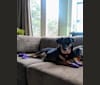 Lola, a Labrador Retriever and Basset Hound mix tested with EmbarkVet.com