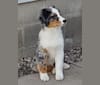 Zoey, an Australian Shepherd Group tested with EmbarkVet.com