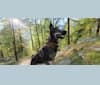 Emiko, a Siberian Husky and Saarloos Wolfdog mix tested with EmbarkVet.com