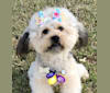 Masha, a Poodle (Small) and Chihuahua mix tested with EmbarkVet.com