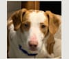 Mylo, an American Village Dog tested with EmbarkVet.com