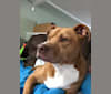 Rudolph (Rudy), an American Pit Bull Terrier and Boxer mix tested with EmbarkVet.com
