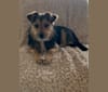 Zak, a Yorkshire Terrier and Pomeranian mix tested with EmbarkVet.com