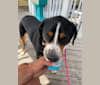 Finley, a Greater Swiss Mountain Dog tested with EmbarkVet.com