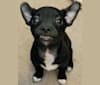 Photo of Dooley, a Chihuahua and Mixed mix in Salem, Oregon, USA