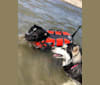 Mickey, an American Bully tested with EmbarkVet.com