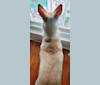 Mila Yoda Dog Montoya, an Arabian Village Dog tested with EmbarkVet.com