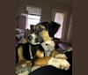 Photo of Winston (Winnie), a Beagle, Labrador Retriever, Siberian Husky, American Staffordshire Terrier, Chow Chow, and Mixed mix in Raleigh, North Carolina, USA