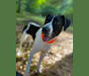 Lola, an American Pit Bull Terrier and Treeing Walker Coonhound mix tested with EmbarkVet.com