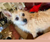 Kenzie, a Chihuahua and Poodle (Small) mix tested with EmbarkVet.com