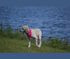 Celine, a Bouvier des Flandres tested with EmbarkVet.com