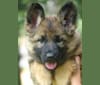 NOVA, a German Shepherd Dog tested with EmbarkVet.com