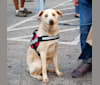 Aspen, a Staffordshire Terrier and Labrador Retriever mix tested with EmbarkVet.com