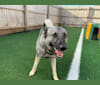 Smokey, a Norwegian Elkhound tested with EmbarkVet.com