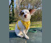Chopper, a Chihuahua and Poodle (Small) mix tested with EmbarkVet.com