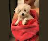 Nimbus, a Poodle (Small) and Bichon Frise mix tested with EmbarkVet.com