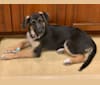 Willow, a German Shepherd Dog and Rat Terrier mix tested with EmbarkVet.com