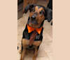 Levi, a Pointer and German Shepherd Dog mix tested with EmbarkVet.com