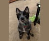 Odin 'stinky butt' Mussatti, an Australian Cattle Dog tested with EmbarkVet.com
