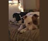 Photo of Eva, an American Pit Bull Terrier, German Shepherd Dog, and American Staffordshire Terrier mix in Boston, Massachusetts, USA