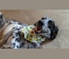 Sultan, an English Setter tested with EmbarkVet.com