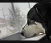 Keira, an Alaskan Malamute and Siberian Husky mix tested with EmbarkVet.com