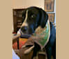 Oreo, a Treeing Walker Coonhound and Bulldog mix tested with EmbarkVet.com