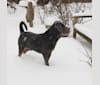 Primo, a Rottweiler and Neapolitan Mastiff mix tested with EmbarkVet.com