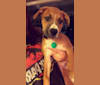 Maizie, a Staffordshire Terrier and Rottweiler mix tested with EmbarkVet.com