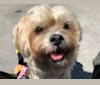 Buster, a Lhasa Apso and Maltese mix tested with EmbarkVet.com
