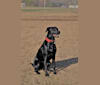 Onyx, a Labrador Retriever and Doberman Pinscher mix tested with EmbarkVet.com
