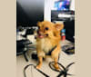 Photo of Lucas, a Chihuahua and Yorkshire Terrier mix in New York, USA