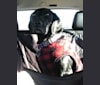 Photo of Willa, a German Shorthaired Pointer  in Alabama, USA