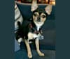 Photo of Coqui, a Chihuahua, Yorkshire Terrier, and Mixed mix in USA