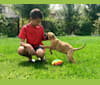 Daisy, an American Bulldog and Siberian Husky mix tested with EmbarkVet.com