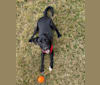 Luna, a Mountain Cur and Russell-type Terrier mix tested with EmbarkVet.com