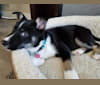 Nova, a Siberian Husky and German Shepherd Dog mix tested with EmbarkVet.com