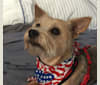 Daisy Scout, a Miniature Pinscher and Chihuahua mix tested with EmbarkVet.com