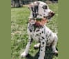 Shelby, a Dalmatian tested with EmbarkVet.com