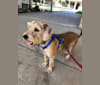 Photo of Kozmo, a Beagle and Miniature Schnauzer mix in San Antonio, Texas, USA