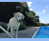Cane, a Labrador Retriever tested with EmbarkVet.com