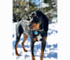 Hillary, a Black and Tan Coonhound tested with EmbarkVet.com