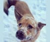 Photo of Hunter, a Labrador Retriever, Siberian Husky, German Shepherd Dog, Alaskan Malamute, and Mixed mix in Montréal, Québec, Canada
