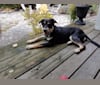 Jack, a Labrador Retriever and German Shepherd Dog mix tested with EmbarkVet.com
